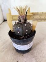 MATRIZ ASTROPHYTUM ASTERIAS STAR SHAPE "Purple" Nº 1156 – vaso 09