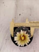 MATRIZ ASTROPHYTUM ASTERIAS STAR SHAPE "Purple" Nº 1156 – vaso 09 - Imagem 5