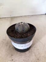 MATRIZ ASTROPHYTUM ASTERIAS STAR SHAPE "Purple" Nº 1157 – vaso 09 - Imagem 2