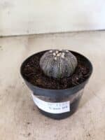 MATRIZ ASTROPHYTUM ASTERIAS STAR SHAPE "Purple" Nº 1157 – vaso 09 - Imagem 8