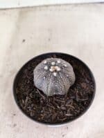 MATRIZ ASTROPHYTUM ASTERIAS STAR SHAPE "Purple" Nº 1157 – vaso 09 - Imagem 6