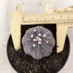 MATRIZ ASTROPHYTUM ASTERIAS STAR SHAPE "Purple" Nº 1157 – vaso 09