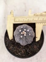 MATRIZ ASTROPHYTUM ASTERIAS STAR SHAPE "Purple" Nº 1157 – vaso 09