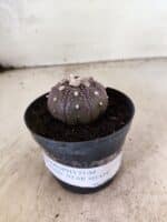 MATRIZ ASTROPHYTUM ASTERIAS STAR SHAPE "Purple" Nº 1158 – vaso 09 - Imagem 2