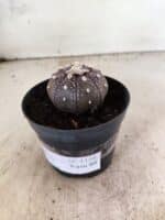 MATRIZ ASTROPHYTUM ASTERIAS STAR SHAPE "Purple" Nº 1158 – vaso 09 - Imagem 9