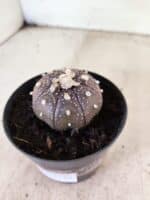 MATRIZ ASTROPHYTUM ASTERIAS STAR SHAPE "Purple" Nº 1158 – vaso 09 - Imagem 8