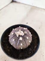 MATRIZ ASTROPHYTUM ASTERIAS STAR SHAPE "Purple" Nº 1158 – vaso 09 - Imagem 7