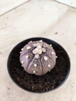 MATRIZ ASTROPHYTUM ASTERIAS STAR SHAPE "Purple" Nº 1158 – vaso 09 - Imagem 6