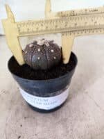 MATRIZ ASTROPHYTUM ASTERIAS STAR SHAPE "Purple" Nº 1158 – vaso 09