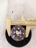 MATRIZ ASTROPHYTUM ASTERIAS STAR SHAPE "Purple" Nº 1158 – vaso 09 - Imagem 5