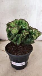 Cactos Euphorbia Lactea Cristata "Cacto Monstro"  Nº 29 – vaso 15 - Imagem 2