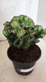 Cactos Euphorbia Lactea Cristata "Cacto Monstro"  Nº 29 – vaso 15 - Imagem 9