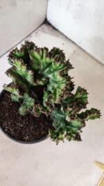 Cactos Euphorbia Lactea Cristata "Cacto Monstro"  Nº 29 – vaso 15 - Imagem 7