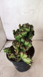 Cactos Euphorbia Lactea Cristata "Cacto Monstro"  Nº 29 – vaso 15 - Imagem 6