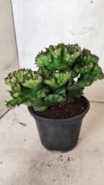 Cactos Euphorbia Lactea Cristata "Cacto Monstro"  Nº 29 – vaso 15 - Imagem 5