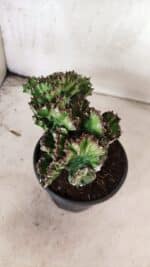 Cactos Euphorbia Lactea Cristata "Cacto Monstro"  Nº 29 – vaso 15 - Imagem 4