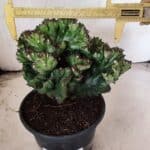 Cactos Euphorbia Lactea Cristata "Cacto Monstro"  Nº 29 – vaso 15