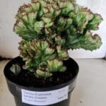Cactos Euphorbia Lactea Cristata  "Cacto Monstro"  Nº 37 – vaso 17