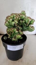 Cactos Euphorbia Lactea Cristata  "Cacto Monstro"  Nº 37 – vaso 17