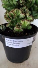 Cactos Euphorbia Lactea Cristata  "Cacto Monstro"  Nº 37 – vaso 17 - Imagem 10