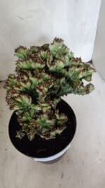 Cactos Euphorbia Lactea Cristata  "Cacto Monstro"  Nº 37 – vaso 17 - Imagem 6