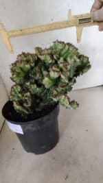 Cactos Euphorbia Lactea Cristata  "Cacto Monstro"  Nº 37 – vaso 17 - Imagem 3
