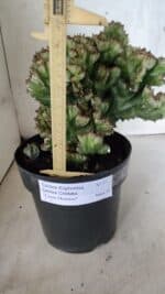 Cactos Euphorbia Lactea Cristata  "Cacto Monstro"  Nº 37 – vaso 17 - Imagem 4