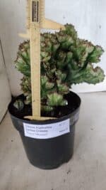 Cactos Euphorbia Lactea Cristata  "Cacto Monstro"  Nº 37 – vaso 17 - Imagem 8