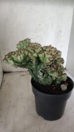 Cactos Euphorbia Lactea Cristata  "Cacto Monstro"  Nº 37 – vaso 17 - Imagem 7