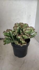 Cactos Euphorbia Lactea Cristata  "Cacto Monstro"  Nº 37 – vaso 17 - Imagem 5