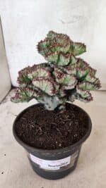 Cactos Euphorbia Lactea Cristata VARIEGATA "Cacto Monstro"  Nº 31 – vaso 15 - Imagem 2