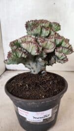 Cactos Euphorbia Lactea Cristata VARIEGATA "Cacto Monstro"  Nº 31 – vaso 15 - Imagem 9