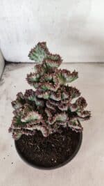 Cactos Euphorbia Lactea Cristata VARIEGATA "Cacto Monstro"  Nº 31 – vaso 15 - Imagem 8