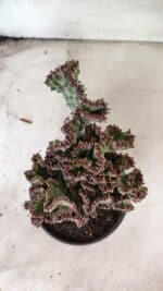 Cactos Euphorbia Lactea Cristata VARIEGATA "Cacto Monstro"  Nº 31 – vaso 15 - Imagem 4