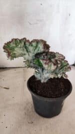 Cactos Euphorbia Lactea Cristata VARIEGATA "Cacto Monstro"  Nº 31 – vaso 15 - Imagem 7