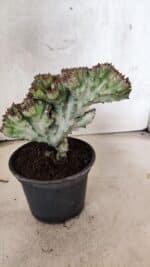 Cactos Euphorbia Lactea Cristata VARIEGATA "Cacto Monstro"  Nº 31 – vaso 15 - Imagem 6