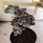 Cactos Euphorbia Lactea Cristata VARIEGATA "Cacto Monstro"  Nº 31 – vaso 15