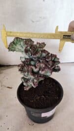 Cactos Euphorbia Lactea Cristata VARIEGATA "Cacto Monstro"  Nº 31 – vaso 15