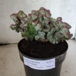 Cactos Euphorbia Lactea Cristata VARIEGATA "Cacto Monstro"  Nº 38 – vaso 17