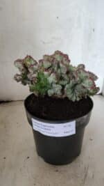 Cactos Euphorbia Lactea Cristata VARIEGATA "Cacto Monstro"  Nº 38 – vaso 17