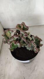 Cactos Euphorbia Lactea Cristata VARIEGATA "Cacto Monstro"  Nº 38 – vaso 17 - Imagem 10