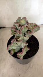 Cactos Euphorbia Lactea Cristata VARIEGATA "Cacto Monstro"  Nº 38 – vaso 17 - Imagem 9