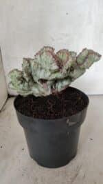 Cactos Euphorbia Lactea Cristata VARIEGATA "Cacto Monstro"  Nº 38 – vaso 17 - Imagem 8