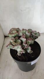 Cactos Euphorbia Lactea Cristata VARIEGATA "Cacto Monstro"  Nº 38 – vaso 17 - Imagem 7
