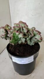 Cactos Euphorbia Lactea Cristata VARIEGATA "Cacto Monstro"  Nº 38 – vaso 17 - Imagem 6