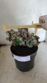 Cactos Euphorbia Lactea Cristata VARIEGATA "Cacto Monstro"  Nº 38 – vaso 17 - Imagem 4