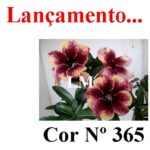 ENXERTO 12631 – 20cm (cor LM 365)