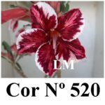 ENXERTO COR LM 520
