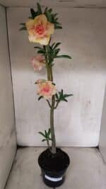 Planta Dobrada 3770 – 35cm – 03 anos - Imagem 2