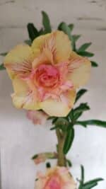 Planta Dobrada 3770 – 35cm – 03 anos